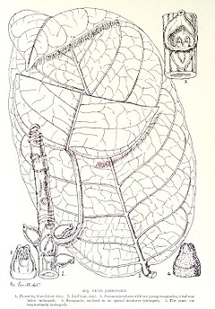 Description de l'image Ficus johnstonii-1906.jpg.