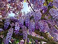 * Nomination wisteria flower --PROPOLI87 08:44, 2 May 2023 (UTC) * Withdrawn ) I withdraw my nominationI withdrawPROPOLI87 15:13, 2 May 2023 (UTC)PROPOLI87PROPOLI87 15:13, 2 May 2023 (UTC)