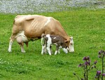 Farbfoto einer Kuh und ihres Kalbes.  Die Kuh ist eine hellrote Elster mit breiter Morphologie und einem gut entwickelten Euter ohne Horn.  Das Kalb ist dunkelroter Kuchen.