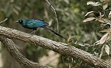 Flickr - tj.haslam - Long-tailed Glossy Starling (Lamprotornis caudatus).jpg
