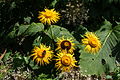 Plants flowering at Ventnor Botanic Garden, Ventnor, Isle of Wight in August 2011.