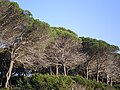 Vignette pour Réserve naturelle de Tomboli di Follonica