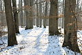 Forêt départementale de Beauplan sous la neige 2012 09.jpg