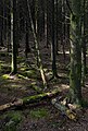 Image 877Forest next to the Frøylandsvatnet, Sandnes, Norway