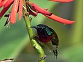 Fork-tailed sunbird