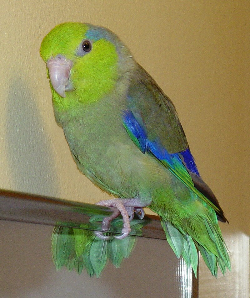 parrotlet vs lovebird