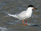 Forster's Tern (Sterna forsteri) RWD1.jpg