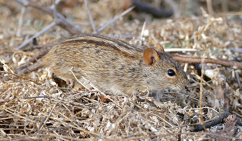 File:Four-striped Grass Mouse (Rhabdomys pumilio) (32595732292).jpg