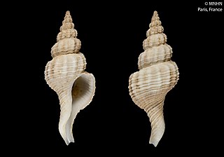 <i>Fusinus boucheti</i> Species of gastropod