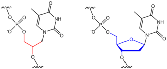 Comparison of skeletons of T residue of GNA (red) and natural T nucleotide in DNA (blue) GNA-T vs. natural DNA-T.png