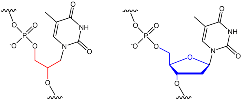 File:GNA-T vs. natural DNA-T.png