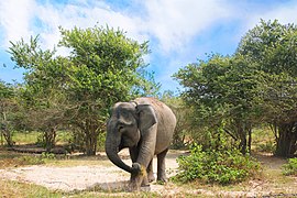 Gajah Sumatera Bengkulu 01.jpg