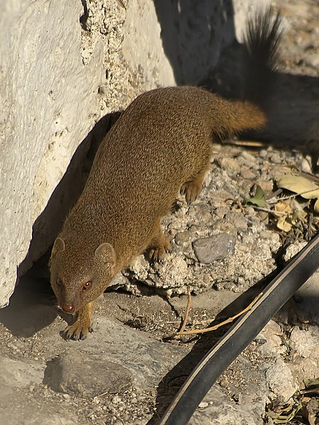 File:Galerella flavescens.jpg