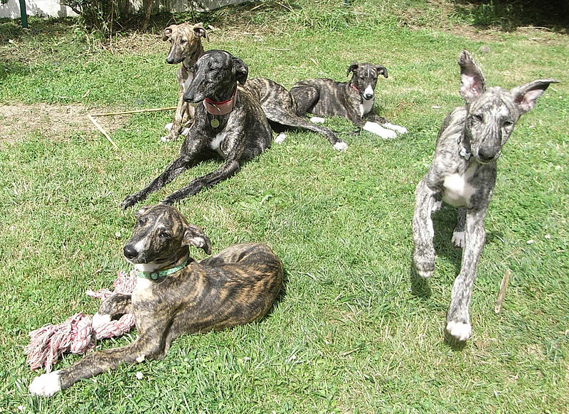 File:Galga Galguitos Galguitas.jpg