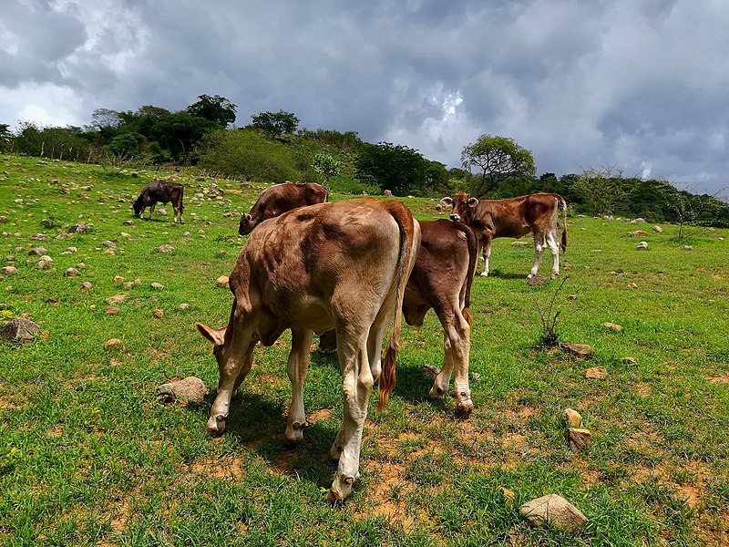 File:Ganado bovino -3.Guayameo, Gro.jpg