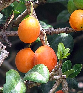 <i>Garcinia livingstonei</i> Species of tree