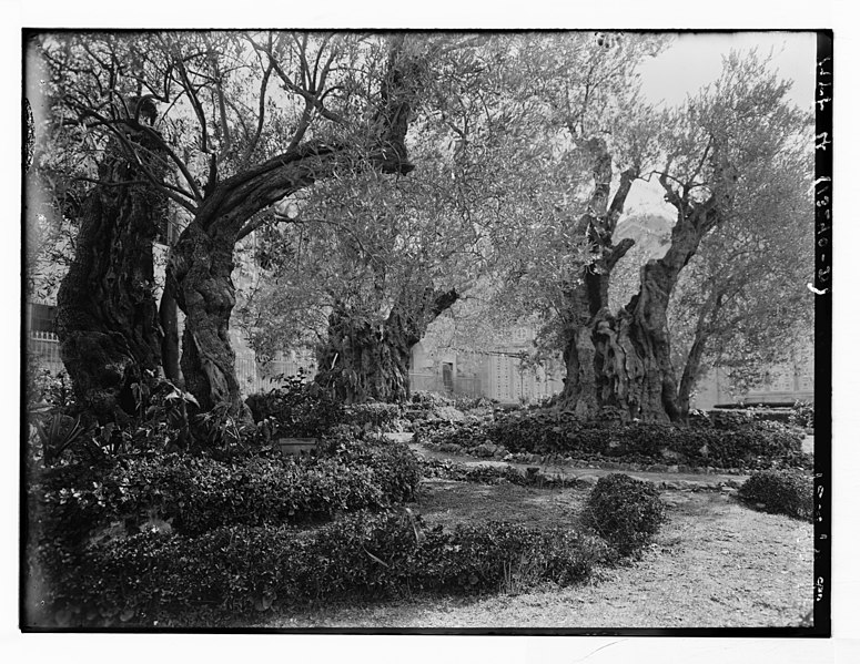 File:Garden of Gethsemane, inside enclosure LOC matpc.05364.jpg