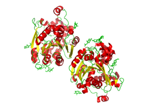 Gastric lipase.png
