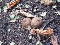 Geastrum fimbriatum 20050923 558.jpg