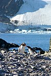 Gentoo penguins in Antarctica, Antarctic Peninsula.JPG