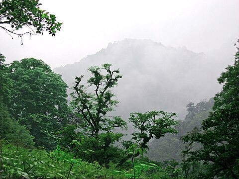 Rain forest in Gilan