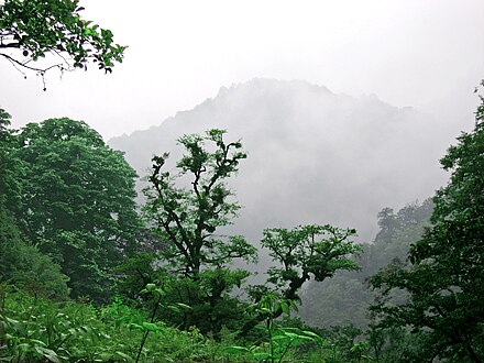 Broadleaf deciduous forest in Gīlān Province, part of the Hyrcanian Forests