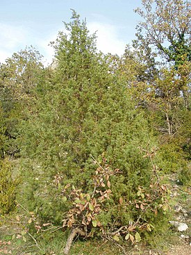 Kotikataja (Juniperus communis)