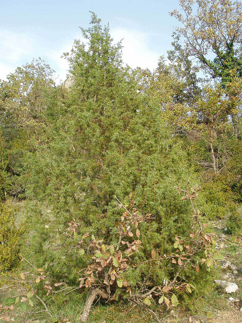 Juniperus