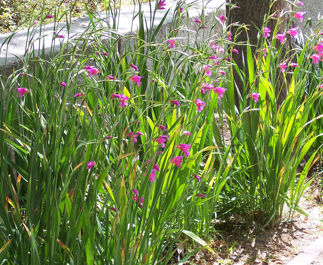 Gladiolus communis