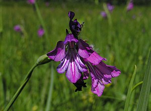 Gladiolus Tenuis: Plantspesie