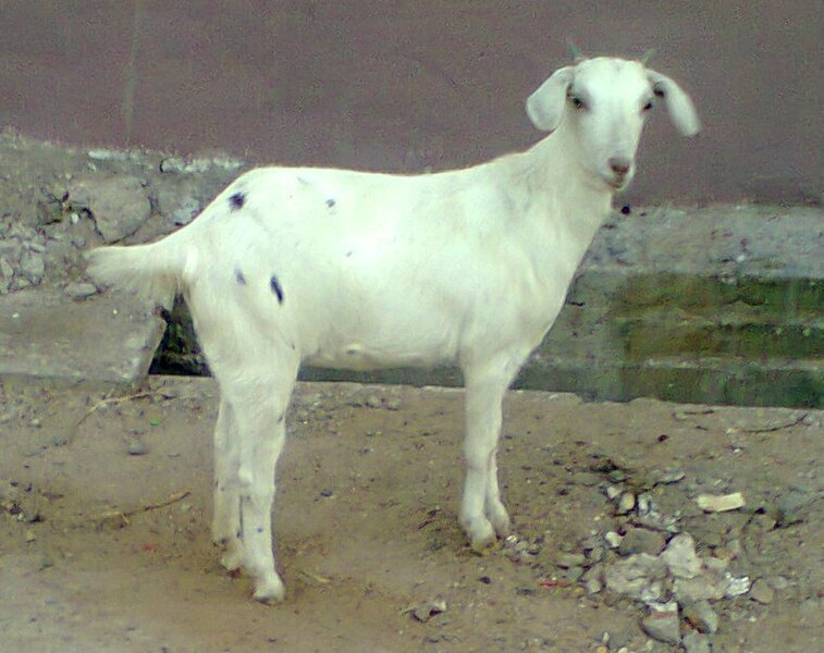 File:Goat (young).jpg