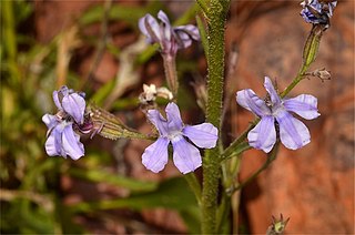 <i>Goodenia ramelii</i> Species of plant