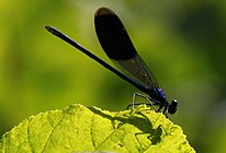 Calopteryx splendens