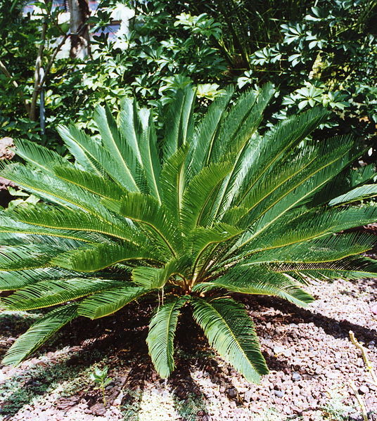 File:Gran Canaria (Flora) 02.jpg