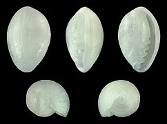 Granulina philpoppei (Shell)