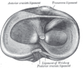 Cabeza de la tibia derecha vista desde arriba, mostrando los meniscos y ligamentos.