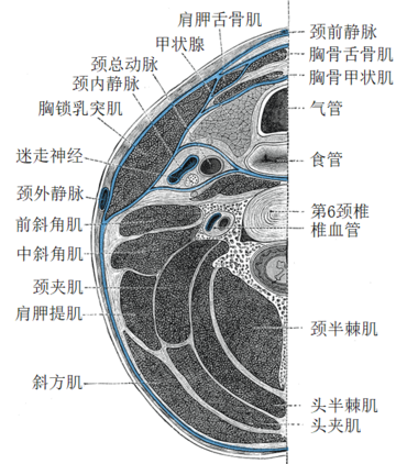 頭半棘肌