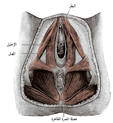 عضلات عجان الأنثى