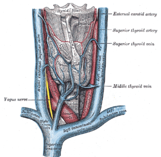 <span class="mw-page-title-main">Superior thyroid vein</span>