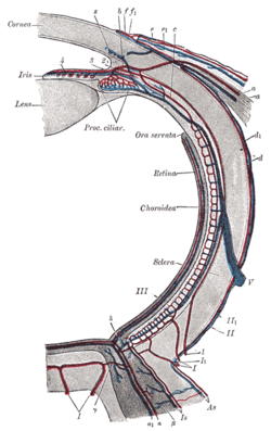 Vorticose veins - Wikipedia eye nerves diagram 