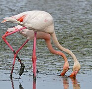 Didieji flamingai (Prancūzija)