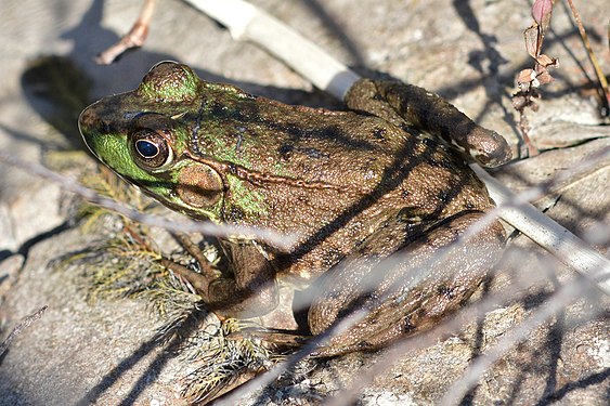 Green Frog (Lithobates clamitans)