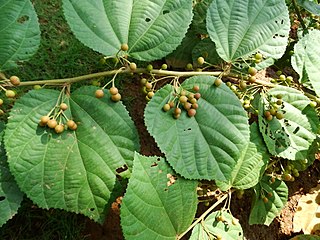<i>Grewia optiva</i> Species of plant in the genus Grewia