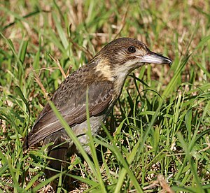 Cracticus torquatus (Grey Butcherbird), juvenile