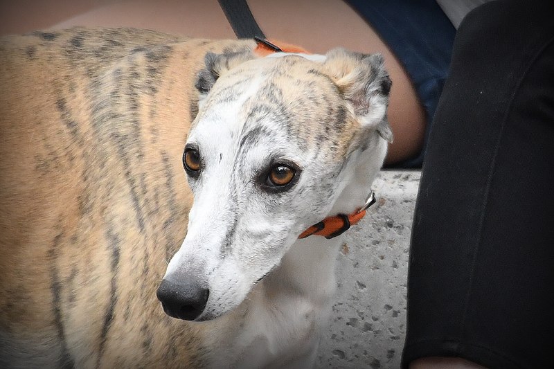 File:Greyhound Chatswood 001.jpg