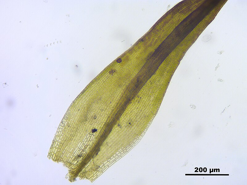 File:Grimmia elongata (a, 113211-471253) 8486.JPG