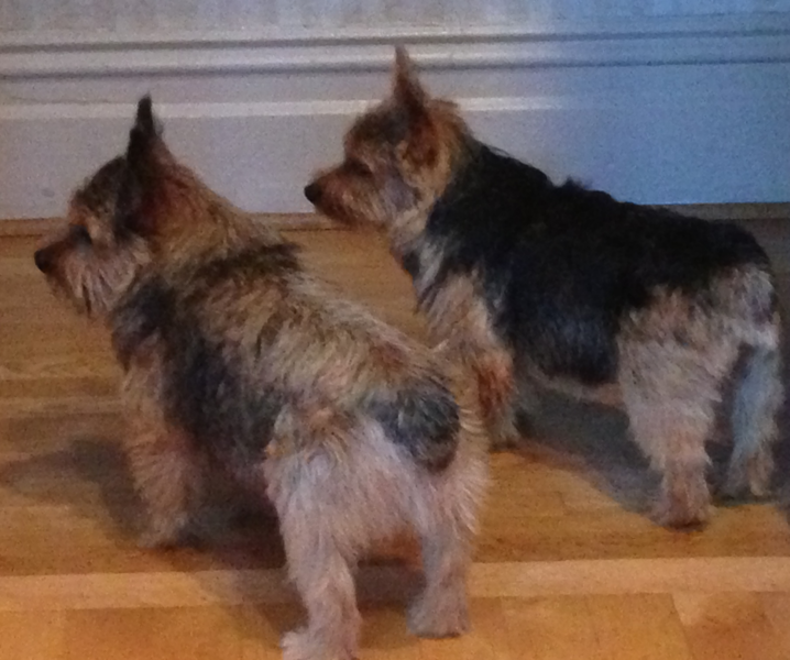 File:Grizzle and Black and Tan Norwich Terriers.png