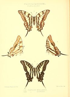 <i>Graphium junodi</i> Species of butterfly