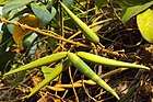 Gymnema sylvestre beans.jpg