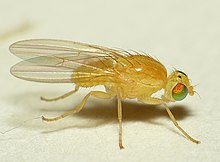 Gymnochiromyia flavella.jpg